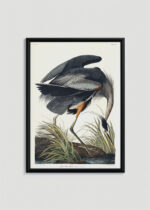 Plakat oprawiony w drewnianą brązową ramkę Vintage Italia: Czapla Wielka w stylu vintage Johna Jamesa Audubona