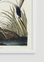 Zdjęcie produktu: Plakat Czapla Wielka w stylu vintage Johna Jamesa Audubona