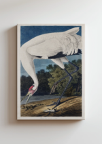 Biały Żuraw Amerykański - Audubon Birds of America obraz na płótnie