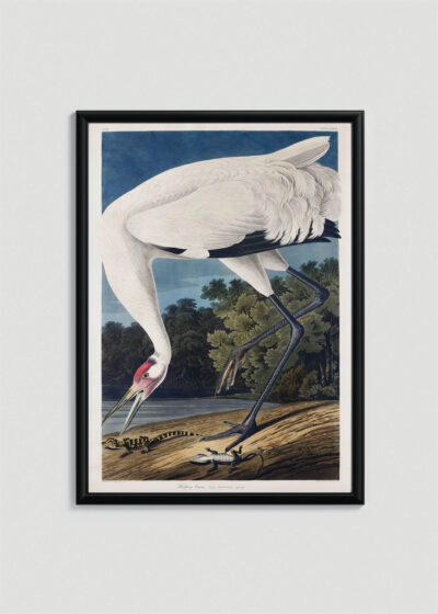 Plakat oprawiony w drewnianą brązową ramkę Vintage Italia: Biały Żuraw Amerykański - Audubon Birds of America