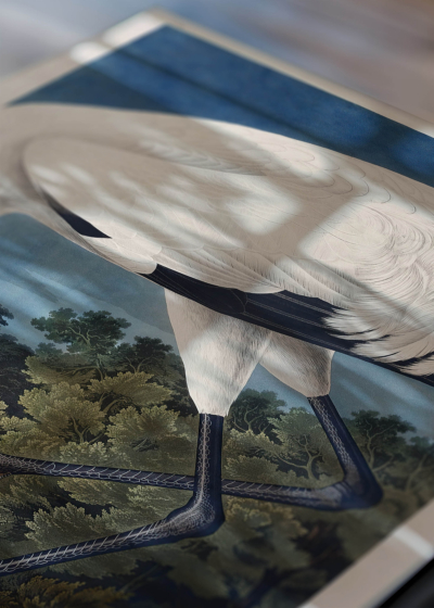 Widok z góry na cztery drewniane ramki, w jednej z nich oprawiony plakat Biały Żuraw Amerykański - Audubon Birds of America