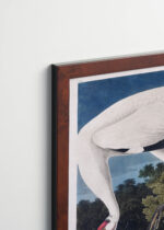 Aranżacja wnętrza, na ścianie wisi plakat w ramce: Biały Żuraw Amerykański - Audubon Birds of America