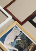 Zbliżenie na detale plakatu oprawionego w drewnianą białą ramkę od Plakatello®: Biały Żuraw Amerykański - Audubon Birds of America