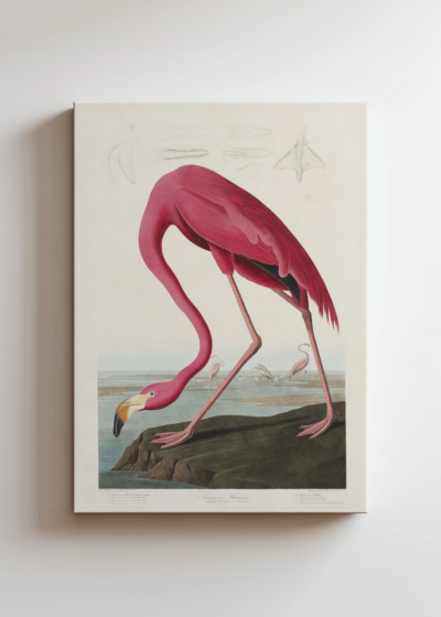 Amerykański Flaming John James Audubon ornitologia obraz na płótnie