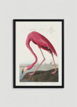 Plakat oprawiony w drewnianą brązową ramkę Vintage Italia: Amerykański Flaming John James Audubon ornitologia