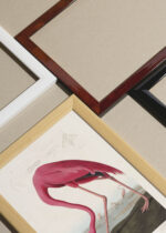 Zbliżenie na detale plakatu oprawionego w drewnianą białą ramkę od Plakatello®: Amerykański Flaming John James Audubon ornitologia