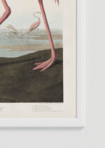 Zdjęcie produktu: Plakat Amerykański Flaming John James Audubon ornitologia