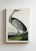 żuraw kanadyjski Sandhill Crane John James Audubon obraz na płótnie