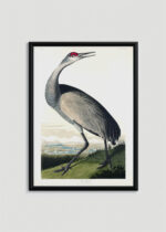 Plakat oprawiony w drewnianą brązową ramkę Vintage Italia: żuraw kanadyjski Sandhill Crane John James Audubon