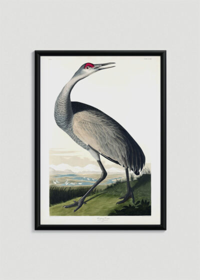 Plakat oprawiony w drewnianą brązową ramkę Vintage Italia: żuraw kanadyjski Sandhill Crane John James Audubon