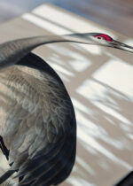 Widok z góry na cztery drewniane ramki, w jednej z nich oprawiony plakat żuraw kanadyjski Sandhill Crane John James Audubon