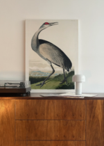 żuraw kanadyjski Sandhill Crane John James Audubon obraz na płótnie