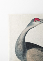 żuraw kanadyjski Sandhill Crane John James Audubon obraz na płótnie