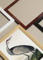 Zbliżenie na detale plakatu oprawionego w drewnianą białą ramkę od Plakatello®: żuraw kanadyjski Sandhill Crane John James Audubon