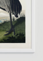 Zdjęcie produktu: Plakat żuraw kanadyjski Sandhill Crane John James Audubon