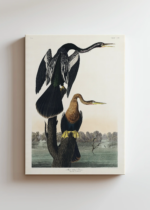 Wężówka Amerykańska - Audubon Birds of America 1838 obraz na płótnie