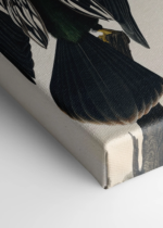 Wężówka Amerykańska - Audubon Birds of America 1838 obraz na płótnie