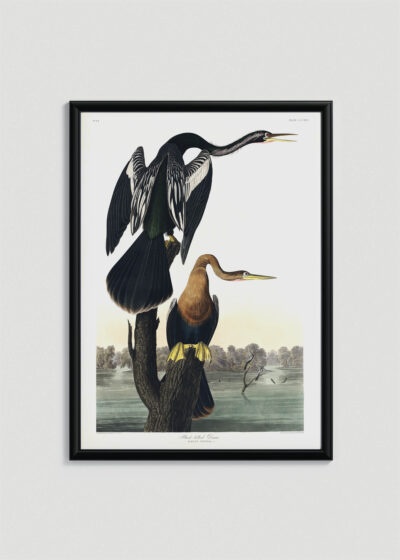 Plakat oprawiony w drewnianą brązową ramkę Vintage Italia: Wężówka Amerykańska - Audubon Birds of America 1838