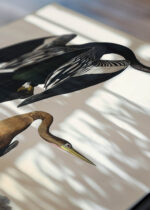 Widok z góry na cztery drewniane ramki, w jednej z nich oprawiony plakat Wężówka Amerykańska - Audubon Birds of America 1838