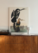 Wężówka Amerykańska - Audubon Birds of America 1838 obraz na płótnie