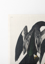 Wężówka Amerykańska - Audubon Birds of America 1838 obraz na płótnie
