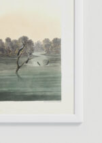 Zdjęcie produktu: Plakat Wężówka Amerykańska - Audubon Birds of America 1838