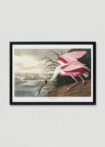 Plakat w drewnianej czarnej ramce: Roseate Spoonbill - Warzęcha różowa Audubon