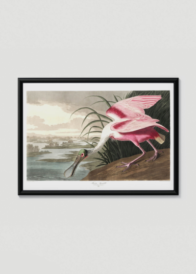 Plakat w drewnianej czarnej ramce: Roseate Spoonbill - Warzęcha różowa Audubon
