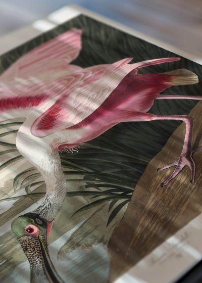 Zbliżenie na detale plakatu: Roseate Spoonbill - Warzęcha różowa Audubon