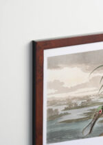 Plakat oprawiony w drewnianą brązową ramkę Vintage Italia: Roseate Spoonbill - Warzęcha różowa Audubon