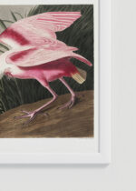 Zbliżenie na detale plakatu oprawionego w drewnianą białą ramkę od Plakatello®: Roseate Spoonbill - Warzęcha różowa Audubon