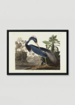 Plakat w drewnianej czarnej ramce: Czapla trójbarwna Louisiana Heron Audubon vintage