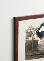 Plakat oprawiony w drewnianą brązową ramkę Vintage Italia: Czapla trójbarwna Louisiana Heron Audubon vintage