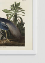 Zbliżenie na detale plakatu oprawionego w drewnianą białą ramkę od Plakatello®: Czapla trójbarwna Louisiana Heron Audubon vintage