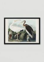 Plakat w drewnianej czarnej ramce: Biały Ibis Johna Jamesa Audubona z Birds of America