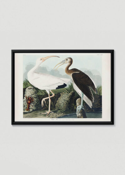 Plakat w drewnianej czarnej ramce: Biały Ibis Johna Jamesa Audubona z Birds of America