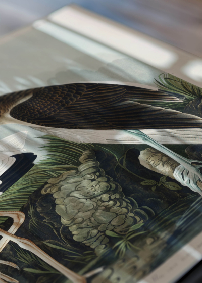 Zbliżenie na detale plakatu: Biały Ibis Johna Jamesa Audubona z Birds of America