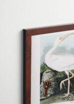 Plakat oprawiony w drewnianą brązową ramkę Vintage Italia: Biały Ibis Johna Jamesa Audubona z Birds of America