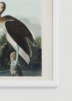 Zbliżenie na detale plakatu oprawionego w drewnianą białą ramkę od Plakatello®: Biały Ibis Johna Jamesa Audubona z Birds of America