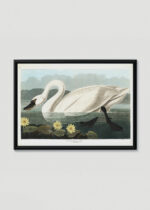 Plakat w drewnianej czarnej ramce: Łabędź trąbiący American Swan John James Audubon ptaki Ameryki
