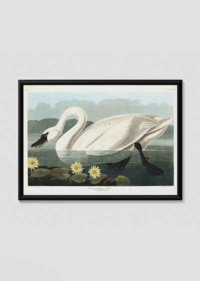 Plakat w drewnianej czarnej ramce: Łabędź trąbiący American Swan John James Audubon ptaki Ameryki