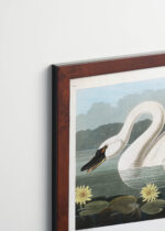 Plakat oprawiony w drewnianą brązową ramkę Vintage Italia: Łabędź trąbiący American Swan John James Audubon ptaki Ameryki