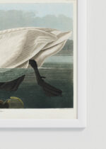 Zbliżenie na detale plakatu oprawionego w drewnianą białą ramkę od Plakatello®: Łabędź trąbiący American Swan John James Audubon ptaki Ameryki