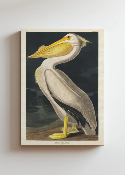 Pelikan dzioborogi American White Pelican - John James Audubon obraz na płótnie
