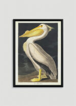 Plakat oprawiony w drewnianą brązową ramkę Vintage Italia: Pelikan dzioborogi American White Pelican - John James Audubon