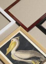 Zbliżenie na detale plakatu oprawionego w drewnianą białą ramkę od Plakatello®: Pelikan dzioborogi American White Pelican - John James Audubon