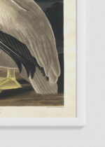 Zdjęcie produktu: Plakat Pelikan dzioborogi American White Pelican - John James Audubon