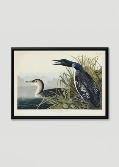 Plakat w drewnianej czarnej ramce: Ptaki Ameryki - Nur lodowiec John James Audubon