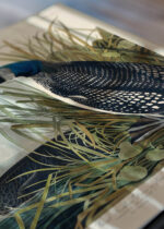 Zbliżenie na detale plakatu: Ptaki Ameryki - Nur lodowiec John James Audubon