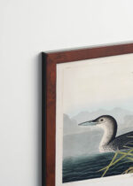 Plakat oprawiony w drewnianą brązową ramkę Vintage Italia: Ptaki Ameryki - Nur lodowiec John James Audubon